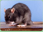 rat control Killingworth